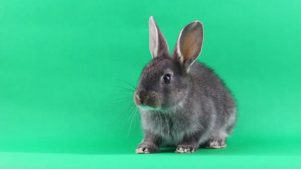 Little Gray Fluffy Rabbit Sits on a Green Chromakey Background