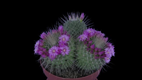 Time-lapse of blooming pink cactus buds