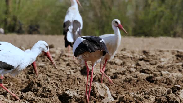 Many wild storks eating worms in agricultural field during hot summer day, close up