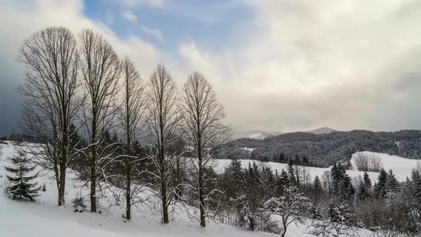 Winter Forest