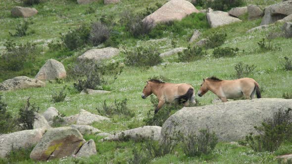 Wild Przewalski Horses in Real Natural Habitat Environment in The Mountains of Mongolia