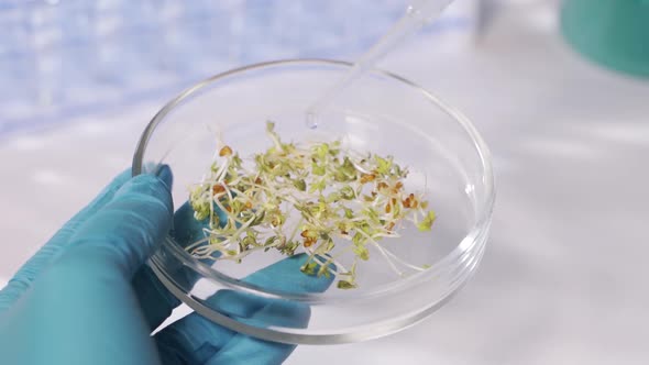 A Scientist in a Modern Laboratory Conducts an Experiment on Plants