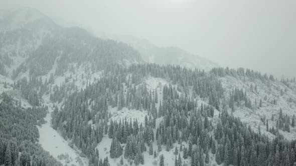 The Winter Forest Is Covered with Fresh Snow.