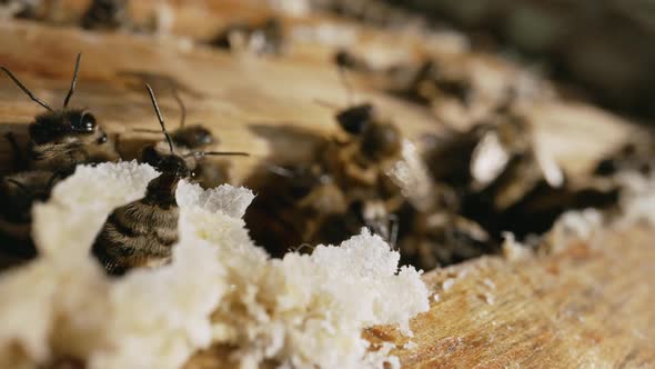 Macro Closeup of Bee Hive with Detail of Honeycomb