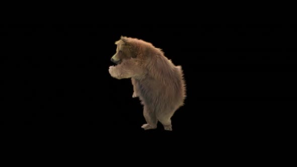 110 Bear Dancing HD