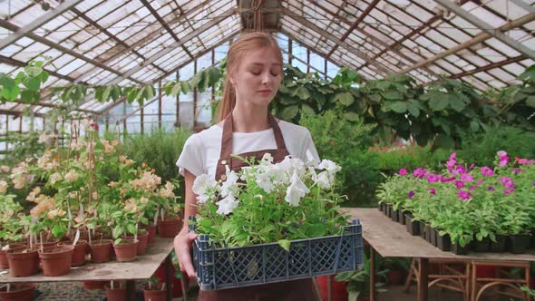 Female Farmer Walking with Seedling Box in Glass Modern Greenhouse Medium Shot Low Angle