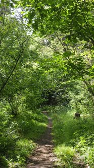 Vertical Video of a Beautiful Natural Landscape in the Forest During the Day