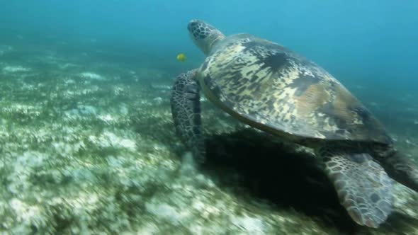 Closeup of Swimming Sea Turtle