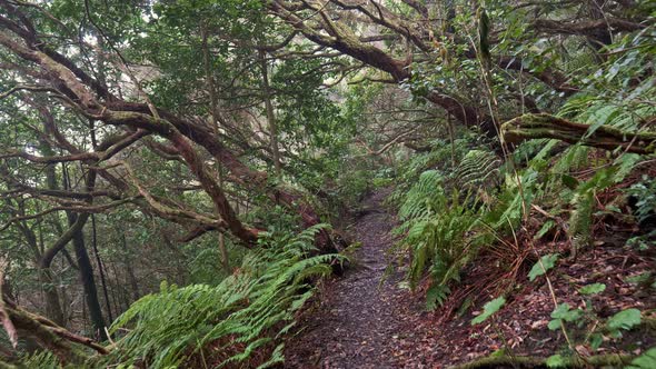 Anaga Rural Park, Tenerife, Spain. Camera Moving Forward Among Tropical Trees and Bushes. 