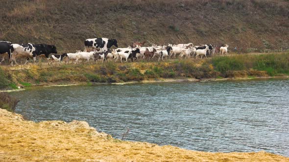 Herd of Cows and Goats Walking Along River