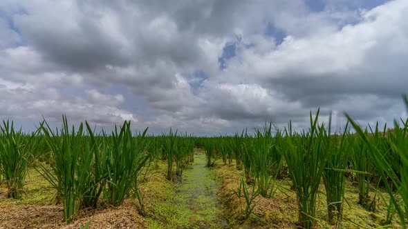 Rice Field with Growing Plant Time Lapse