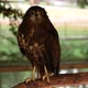 Shooting a Beautiful Hawk Sitting on a Branch in a Cage - VideoHive Item for Sale