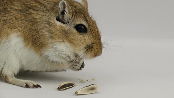 a brown and white gerbil eating a pipe on white background