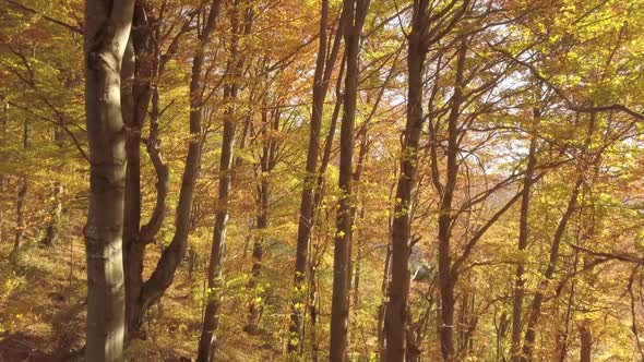 Autumnt Forest
