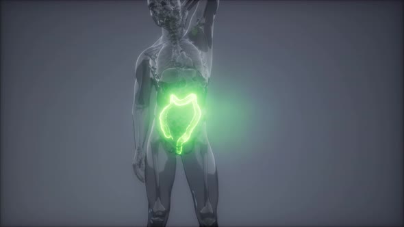 Human Colon Radiology Exam alt