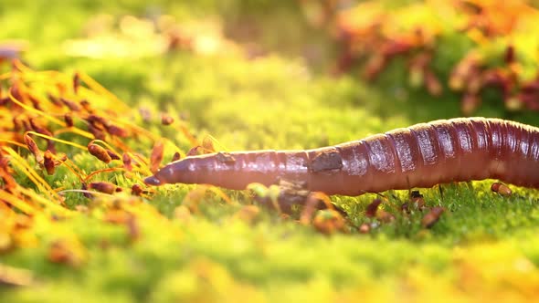 An Earthworm is a Terrestrial Invertebrate That Belongs to the Class Clitellata