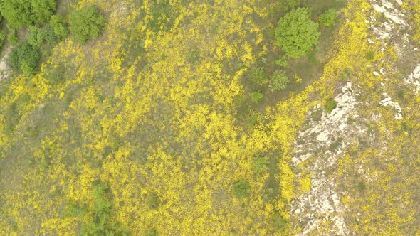 Hills with Basket of gold Alyssum Aurinia saxatilis flower 4K drone footage