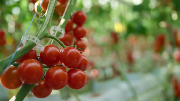 Closeup Red Tomatoes Growing on Tree Branch in Warm Modern Greenhouse Concept