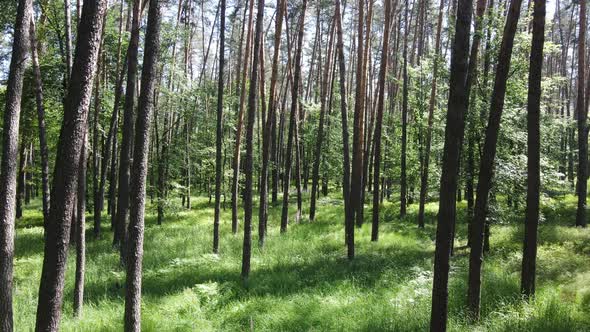 Trees in the Forest By Summer Day