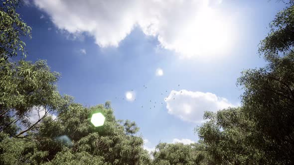 Birds Flying Over Sunny Day Forest 4K