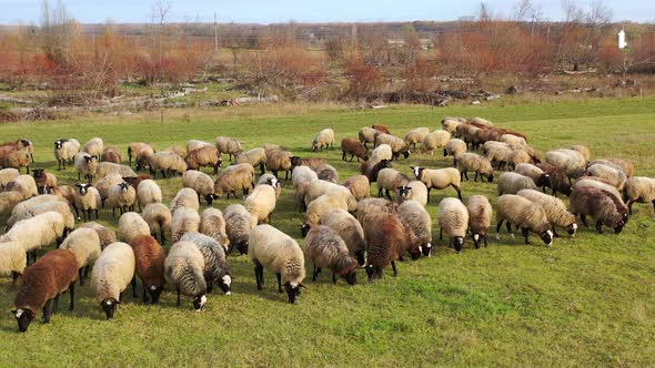 Herd of sheep outdoors. Beautiful fluffy domestic animals grazing on field in the countryside.