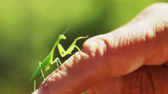 Praying mantis on hand