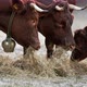 A Group of Cattle Eating Dry Grass on a Frozen Field - VideoHive Item for Sale