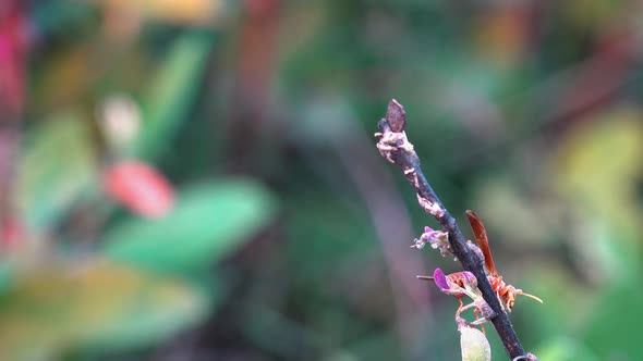 Close Shot of Wasp Collect Floral