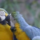 blue and yellow Macaw, Ara ararauna - VideoHive Item for Sale
