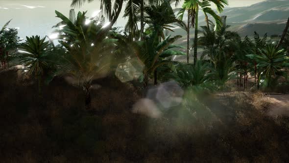 Sunset Beams Through Palm Trees alt