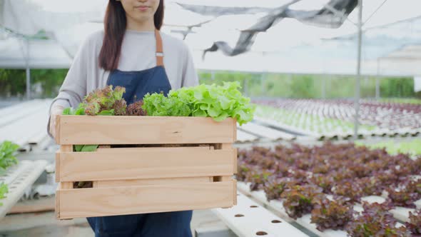 Close up of young girl farmer work in vegetables hydroponic green farm.