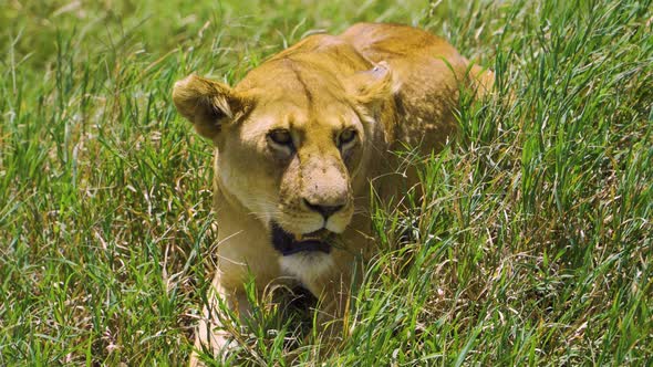 An African lioness lies on the green grass and rests under the bright sun in the hot savannah. Afric