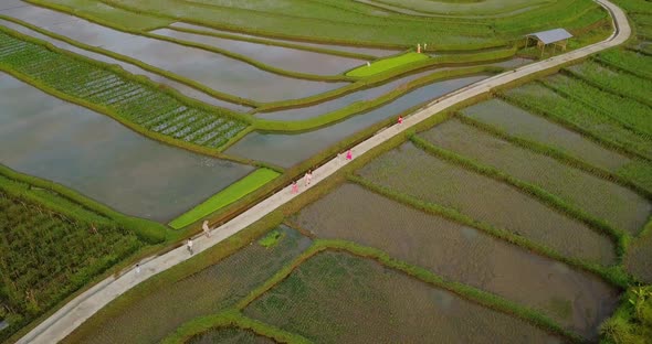 Group of children walking on path between growing Rice paddy fields in Asia