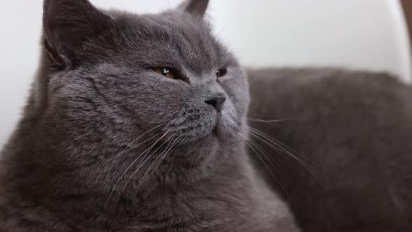 Portrait of Lying Yawn Gray Cat with Orange Eyes Closeup