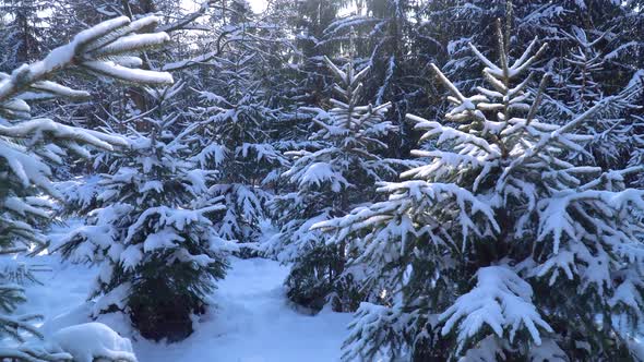 Pine Trees in the Winter Forest