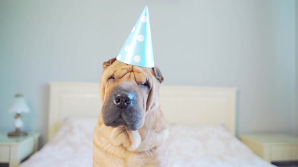 funny shar pei dog at a birthday party sitting on the bed and shaking 