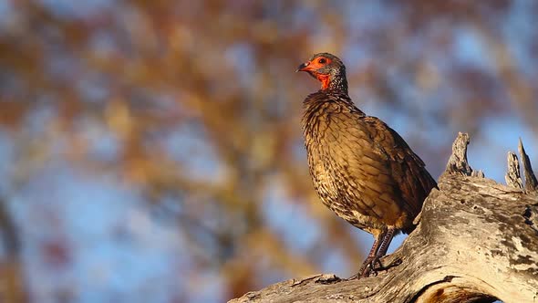 Swainson's Spurfowl in Kruger National park, South Africa