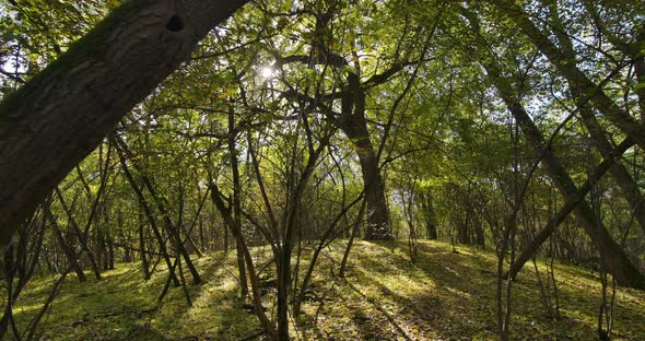 Sunny Forest In Autumn