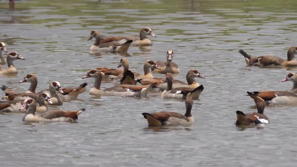 Group of Egyptian Goose in a lake