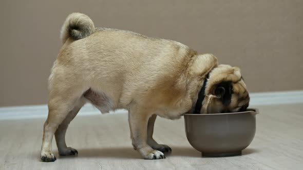 Pug Dog Eat a Food From Big Bowl