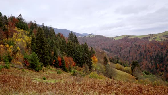 Beautiful Hills Covered with Colorful Autumn Trees in the Carpathians in Picturesque Ukraine