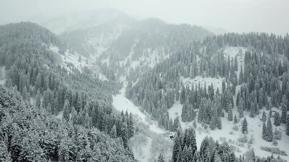 The Winter Forest Is Covered with Fresh Snow.