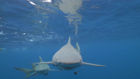 shark with epic scars comes face to face with camera slow motion lemon