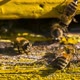 The Bee Is Washing at the Entrance To the Hive - VideoHive Item for Sale