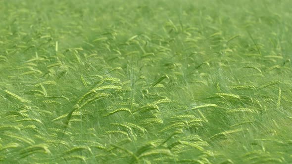 Barley Field