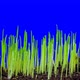 Time Lapse Of Grass And Oat Growing Footage With Alpha Channel - VideoHive Item for Sale