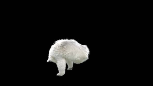 121 White Bear Dancing HD