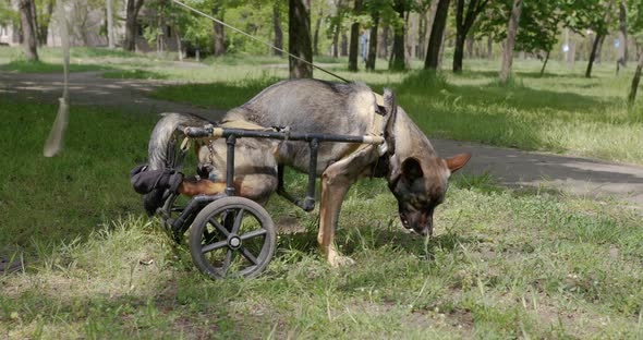 A Dog with Paralyzed Hind Legs in the Wheelchair.