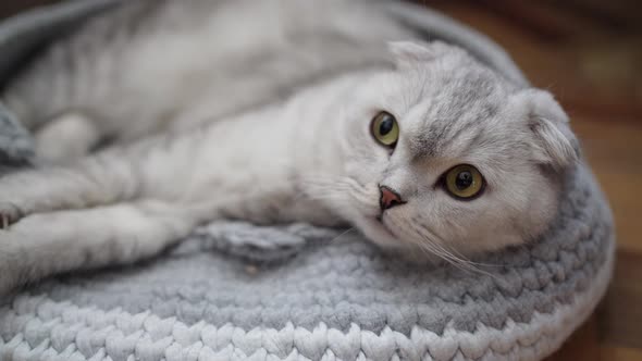 Scottish Fold Gray Cute Cat Lies in Its Couch and Looks in Surprise with Green Eyes