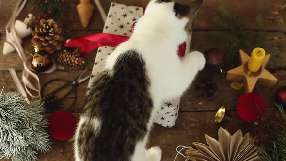 ute kitten walking on stylish christmas gift